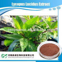 Экстракт Lycopus Lucidus